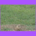 Prairie Dog.jpg